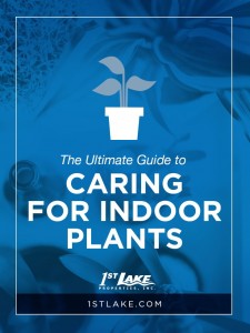 Looking to add a little green in your life? We've got the ultimate guide to caring for indoor plants! Head to 1stlake.com to learn about the best types of indoor plants, plus tips for caring for them. 