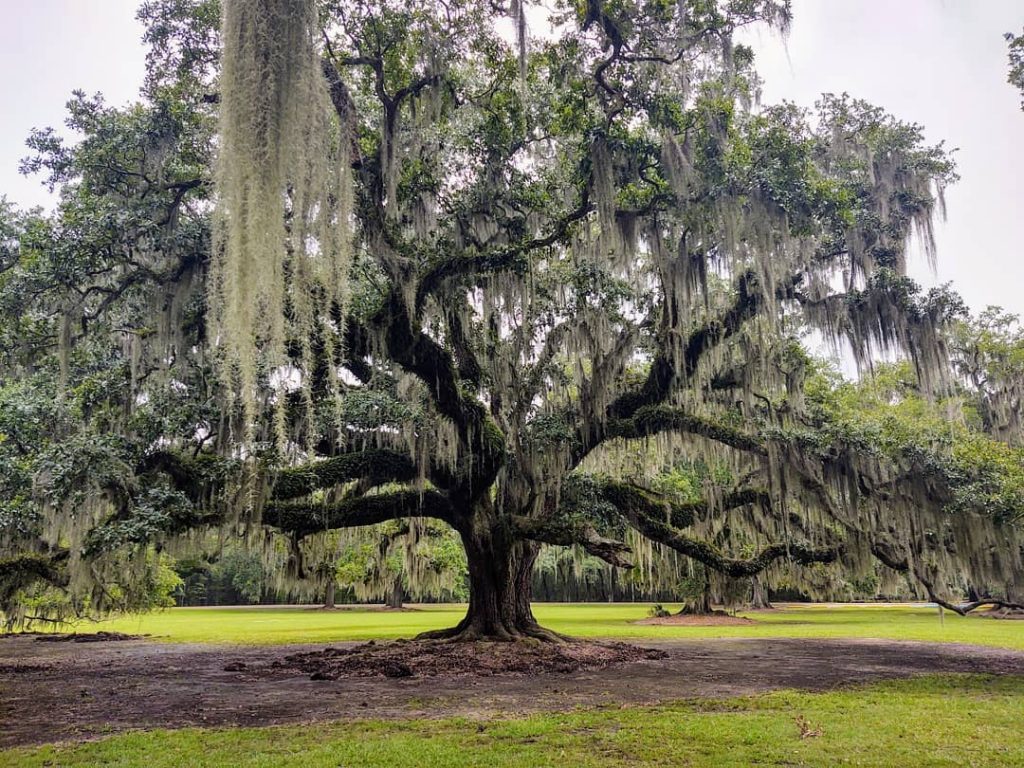 Fountainebleau State Park offers great picnic spots in New Orleans for everyone to enjoy