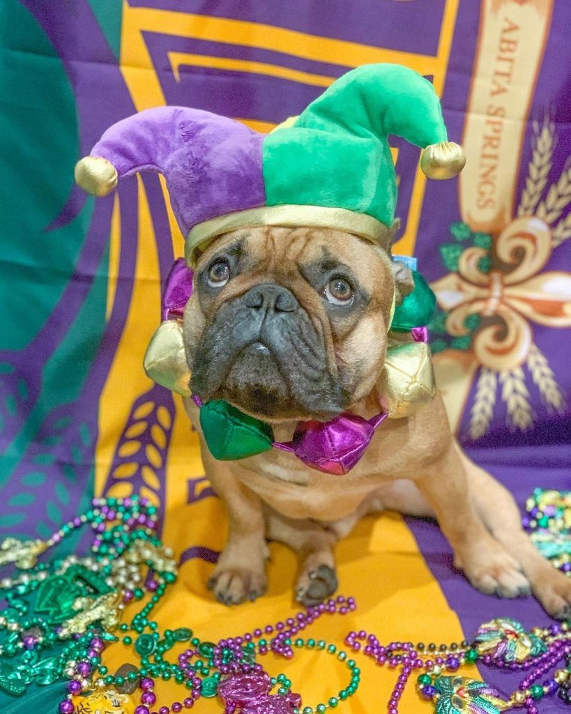 Green, purple and gold are great colors to dress up up for Mardi Gras - and an even better pet costume idea for Barkus!