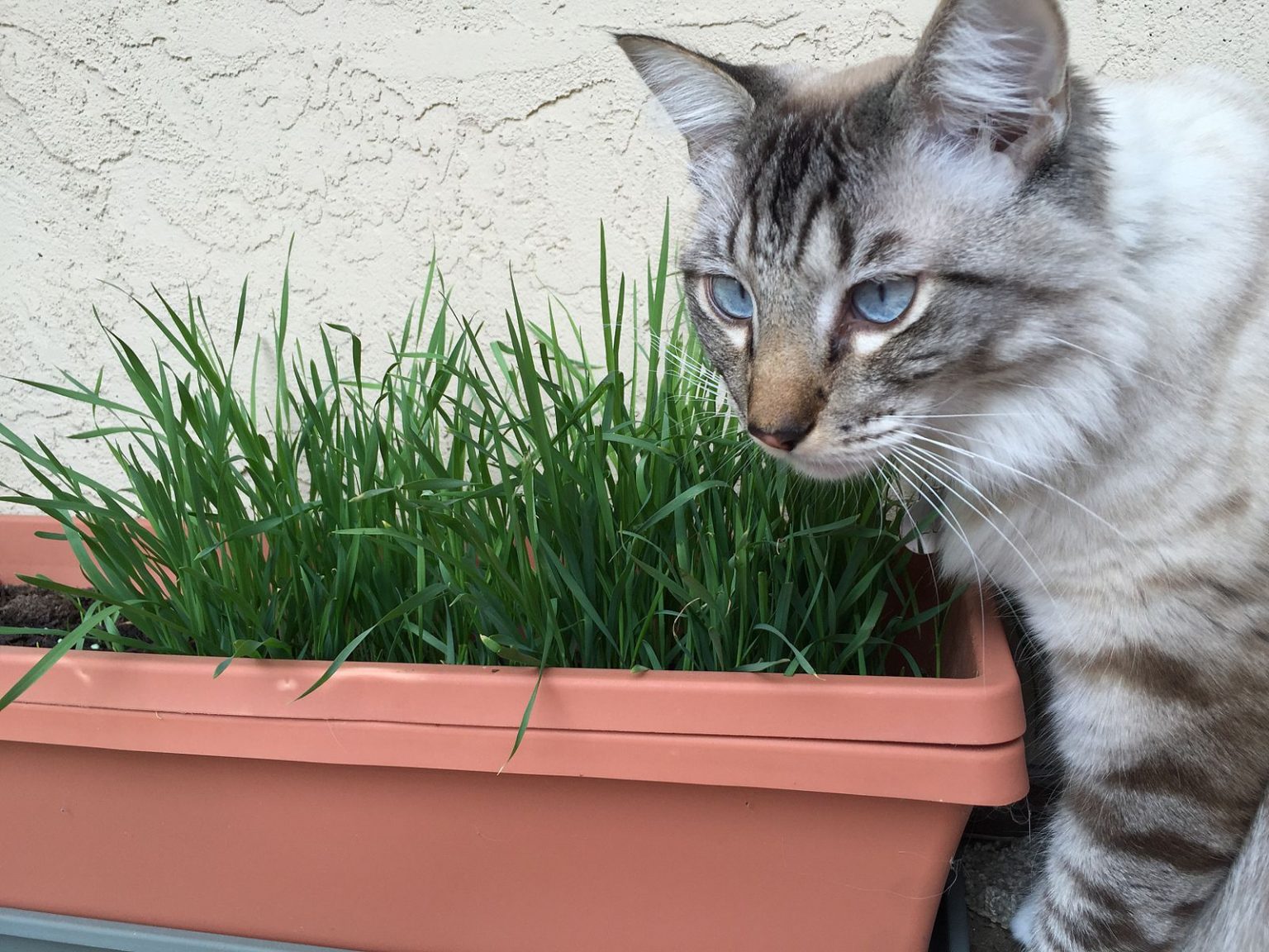 1st Lake A Tasty Treat How to Grow Wheatgrass for Cats at Home