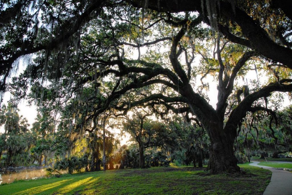 New Orleans City Park offers countless picnic spots in New Orleans, making it an ideal park to visit and enjoy