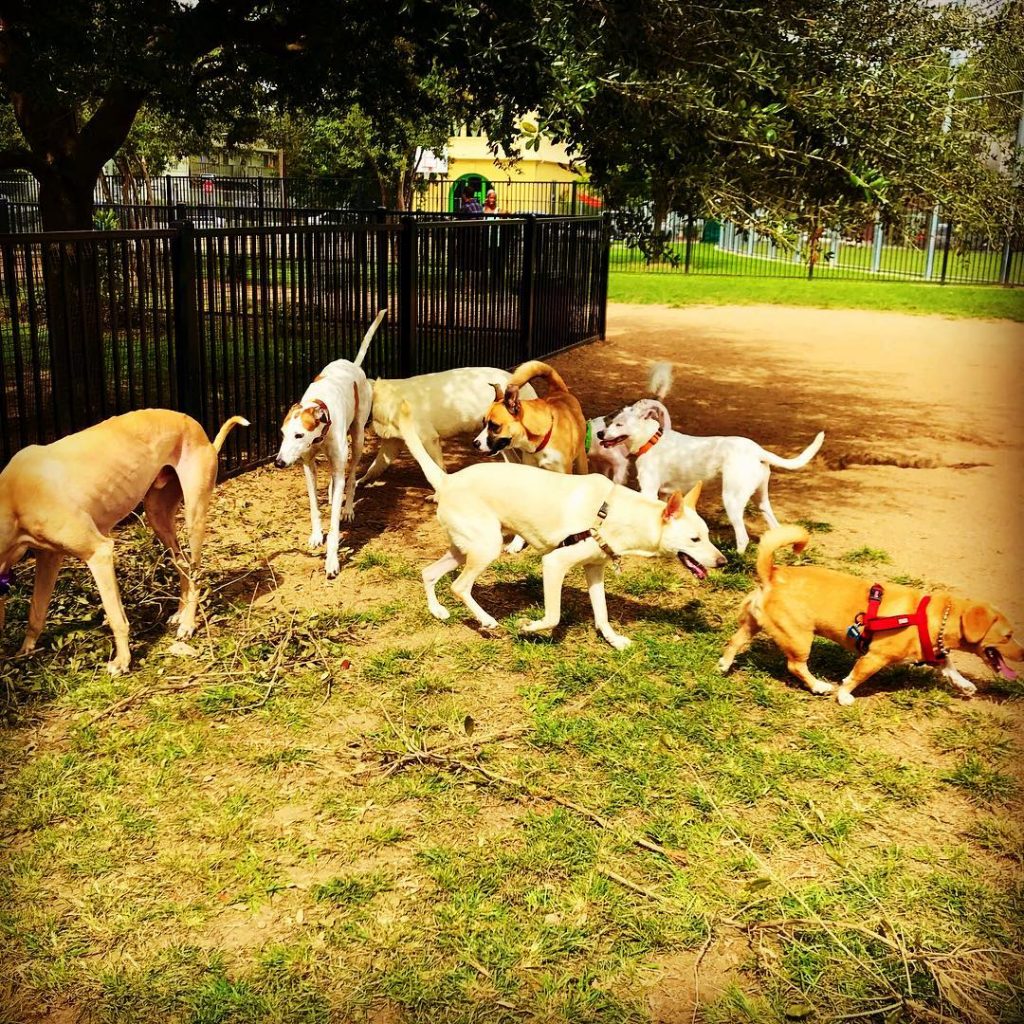 Wisner Dog Park is the perfect dog park in New Orleans if you're looking for a social spot for your pup to play.