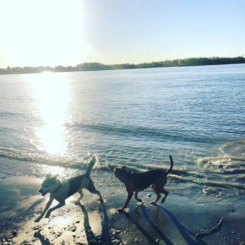 The Dog Levee is a favorite spot to enjoy some playtime with your dog in Uptown New Orleans