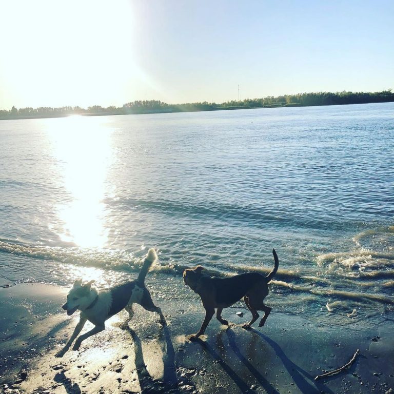 1st Lake NOLA Goes to the Dogs Dog Parks in New Orleans